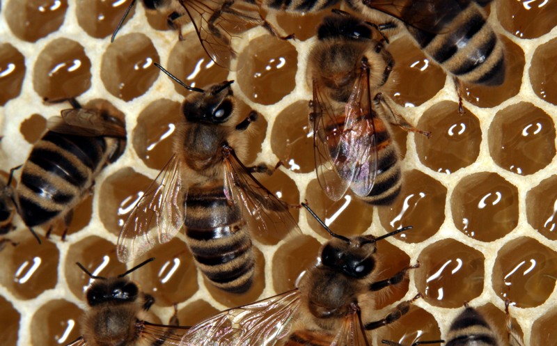 Honigbienen bei der Arbeit